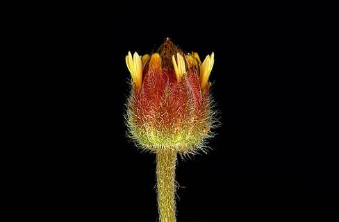 floră, minuscul, pistil, macro, floare, studio shot, Fundal negru, planta cu flori, frumusețe în natură, a închide, nici o persoana, spațiu copie, natură, plantă, fragilitate, prospeţime, vulnerabilitate, un singur obiect, în aer liber, cap de floare, galben, inflorescenţă, ţepos, 2K, CC0, domeniu public, fără drepturi de autor