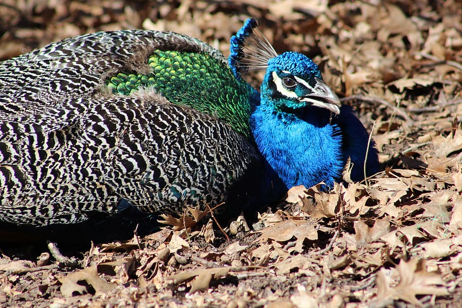 paó, ocell, faisà, ploma, blau, elegant, colorit, vida salvatge, corona, plomatge, ornamentals, fauna, Índia, animal, temes d'animals, vertebrats, fauna animal, un animal, animals a la natura, cap gent, naturalesa, dia, primer pla, a l'aire lliure, enfocament selectiu, bellesa a la natura, cresta de l'animal, terra, camp, 5K