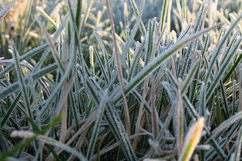 gelades, fred, herba, macro, detall, gel, naturalesa, hivern, planta, primer pla, congelat, neu, creixement, terra, camp, cap gent, dia, marc complet, bellesa a la natura, tranquil·litat, enfocament selectiu, color verd, a l'aire lliure, fons, vista d’angle alt, temperatura de fred, agricultura, fulla d'herba, 2K, CC0, domini públic, lliure de regalies