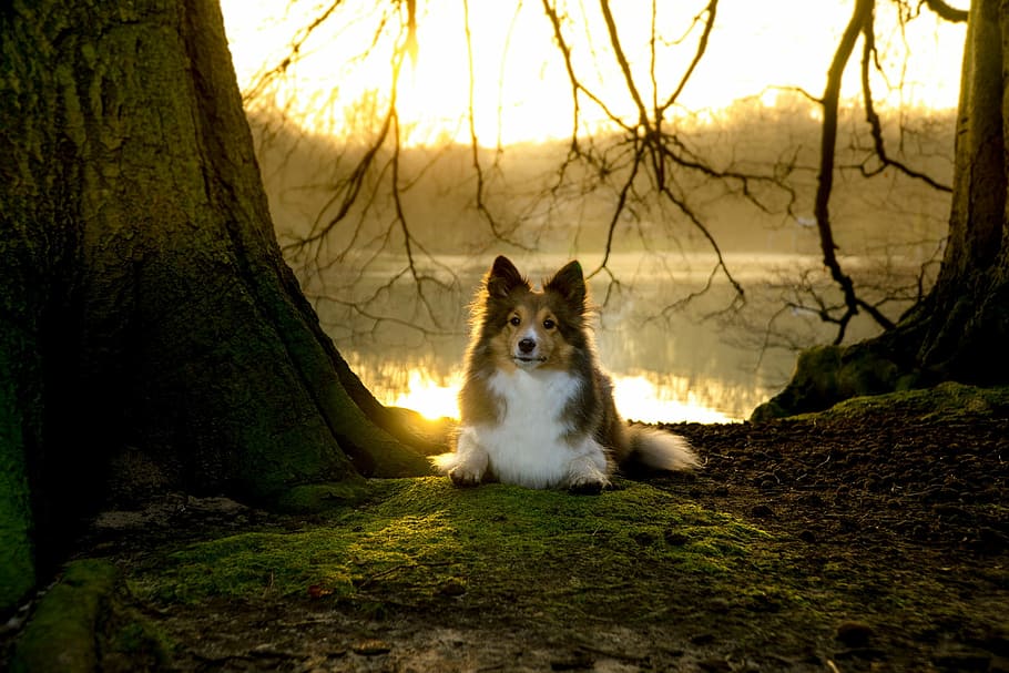 blanc, negre, marró, gos pastor de Shetland, assegut, foto de primer pla de l'arbre, sheltie, gossa, estirat, posta de sol, molsa, un animal, mirant la càmera, temes d'animals, retrat, mascotes, animals domèstics, cap gent, a l'aire lliure, gat domèstic, fauna animal, mamífer, animal, arbre, nacional, vertebrats, terra, planta, naturalesa, camp, tronc de l'arbre, tronc, gos, caní, 1080P