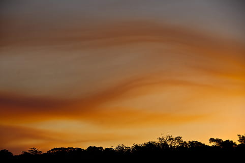 tramonto, cielo, nuvole, arancia, grigio, wavey, Australia, orizzonte, alberi, albero, pianta, bellezza nella natura, nuvola - cielo, scenics - natura, la tranquillità, silhouette, scena tranquilla, natura, nessuno, colore arancione, cielo drammatico, idilliaco, Inquadratura dal basso, ambiente, all'aperto, scena non urbana, cima dell'albero, 2K, CC0, dominio pubblico, privo di copyright