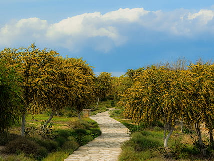 arbre, paisatge, Camí, arbreda, primavera, temporada, makronissos, ayia napa, Xipre, planta, bellesa a la natura, color verd, creixement, cel, núvol - cel, tranquil·litat, sendera, el camí a seguir, escena tranquil·la, escenics - natura, naturalesa, direcció, dia, cap gent, herba, escena no urbana, medi ambient, a l'aire lliure, treelined, 5K, CC0, domini públic, lliure de regalies