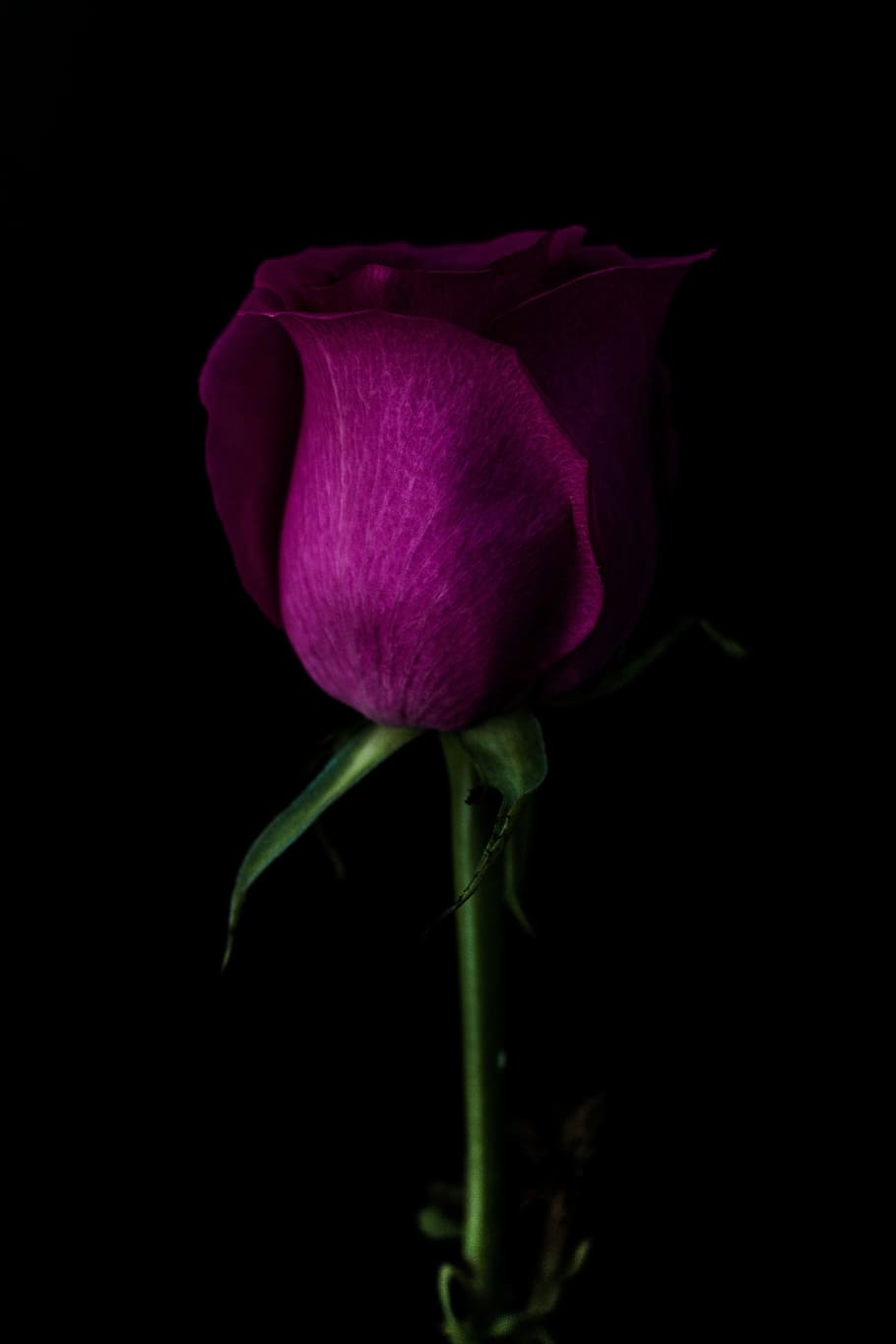 fosc, verd, full, tija, violeta, pètal, flor, planta, planta amb flors, fragilitat, vulnerabilitat, bellesa a la natura, frescor, tir de l'estudi, primer pla, fons negre, inflorescència, cap de flor, cap gent, creixement, naturalesa, a l'interior, tija de la planta, rosa, porpra, sepal, 5K