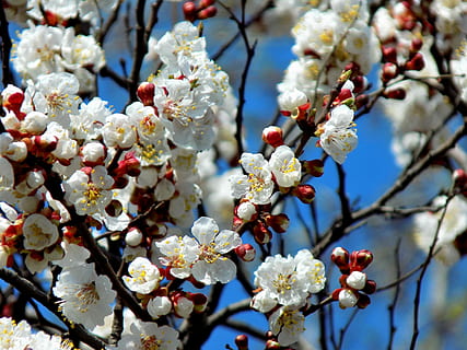tree, cherry, flower, bloom, spring, blue sky, plant, flowering plant, freshness, fragility, vulnerability, growth, beauty in nature, branch, blossom, springtime, white color, close-up, nature, day, focus on foreground, twig, low angle view, no people, flower head, cherry blossom, outdoors, cherry tree, plum blossom, pollen, 2K, CC0, public domain, royalty free