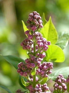 fiore, bozzolo, fioritura, primavera, pianta, crescita, freschezza, bellezza nella natura, pianta fiorita, avvicinamento, parte vegetale, natura, foglia, concentrarsi sulle conoscenze acquisite, nessuno, giorno, messa a fuoco selettiva, cibo e bevande, cibo, colore rosa, frutta, germoglio, mangiare sano, all'aperto, lilla, viola, maturo, 4K, CC0, dominio pubblico, privo di copyright