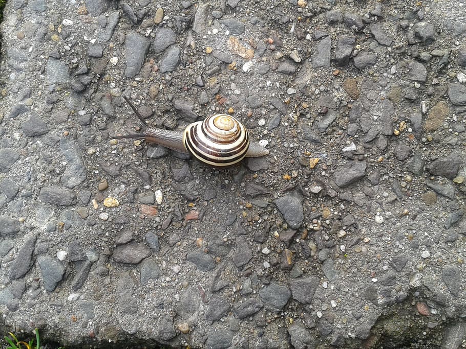 lumaca, spione, conchiglia, muco, lentamente, Steinweg, tempo, un animale, guscio di animale, mollusco, gasteropode, temi animali, fauna selvatica, vista dall'alto, animali allo stato selvatico, animale, giorno, nessuno, invertebrato, terra, natura, solido, all'aperto, avvicinamento, spirale, 2K