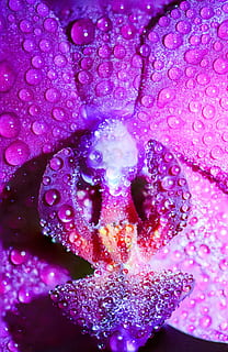 Artistic, Background, after rain, art, biology, blossom, blossoming, botanical, close, close up, close-up, closeup, color, delicate, design, details, dew, dewdrop, droplets, droplets on flower, drops, ecosystem, floral, flower, flower detail, flower reflection, focus, fragility, dom, fresh, fresh flower, freshness, garden, garden flowers, gentle flower, growth, harmony, isolated, keywords, kingdom, lands, large epiphytes, life-size, lifesize, light, macro, macro photography, magnification, morning, photography, plant, environmental, nature, summer, nobody, life, natural, colorful, purple, magenta, violet, tropical, style, bright, exotic, pattern, decoration, backgrounds, abstract, water, drop, no people, pink color, wet, bubble, flowering plant, petal, beauty in nature, full frame, inflorescence, vulnerability, flower head, raindrop, purity, 5K, CC0, public domain, royalty free