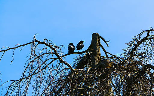 árbol, ramas, cavar, juntos, reloj, panorama, vista de ángulo bajo, planta, cielo, mono, primate, rama, temas de animales, fauna animal, animal, animales en la naturaleza, naturaleza, pájaro, azul, vertebrado, nadie, grupo de animales, posado, cielo limpio, al aire libre, babuino, familia de animales, 4K, CC0, dominio público, libre de derechos