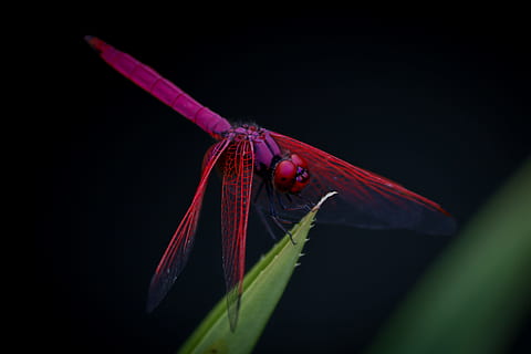 macrofotografia, rosso, libellula, libellula viola, viola, foglia, insetto, natura, animale, macro, avvicinamento, bellezza nella natura, ala animale, multicolore, colore nero, colore verde, un animale, temi animali, animali allo stato selvatico, fauna selvatica, invertebrato, parte vegetale, nessuno, pianta, sfondo nero, parte del corpo animale, messa a fuoco selettiva, zoologia, 4K, CC0, dominio pubblico, privo di copyright