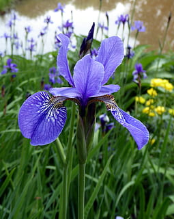 fiorire, fioritura, iris, vicino, fiore selvaggio, blu, pianta fiorita, fiore, pianta, fragilità, vulnerabilità, freschezza, crescita, bellezza nella natura, viola, petalo, avvicinamento, infiorescenza, testa di fiore, natura, concentrarsi sulle conoscenze acquisite, nessuno, campo, terra, giorno, iris - pianta, all'aperto, primavera, 2K, CC0, dominio pubblico, privo di copyright