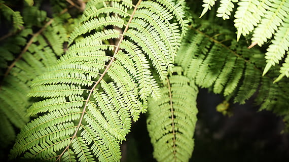 Jacaranda, pohon, alam, Latar Belakang, latar belakang alam, merapatkan, gelap, berkemah, kertas dinding alam, latar belakang flash, flash kembali ke tanah, kertas dinding, pohon jacaranda, Afrika Selatan, hutan, hutan alam, jacaranda hutan hujan, hutan hujan, daun, pakis, warna hijau, pertumbuhan, hari, bagian tanaman, menanam, fokus pada latar depan, tidak ada orang, keindahan di alam, fokus selektif, bingkai penuh, di luar rumah, pola, sinar matahari, ketenangan, Daun-daun, daun palem, 4K, CC0, domain publik, bebas royalti