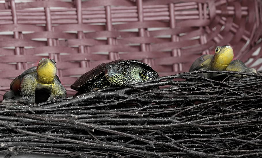 guscio di tartaruga, tartaruga, conchiglia, divertente, verde, temi animali, nessuno, animali allo stato selvatico, fauna selvatica, uccello, in casa, animale, vertebrato, gruppo di animali, nido d'animali, cestino, contenitore, di vimini, avvicinamento, due animali, giorno, concentrarsi sulle conoscenze acquisite, giovane animale, giovane uccello, all'aperto, famiglia di animali, industria ittica, 4K