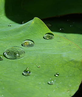 lotus effekt, dryppe, vann, struktur, regndråpe, gjennomsiktig, beaded, løpe av, våt, vanndråpe, Lukk, blad, lotus, natur, dam, akvatisk plante, botanikk, anlegg, grønn, grønn farge, miste, ingen folk, plante del, nærbilde, renhet, vekst, selektiv fokusering, friskhet, skjønnhet i naturen, dag, dugg, flytende, flyter på vann, regn, utendørs, blader, 2K, CC0, offentlig domene, opphavsrett gratis