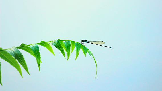 sort, damselfly perching, grøn, blade, dagtimerne, guldsmed, insekt, vinger, blad, lille, bugs, farve, skabninger, dyreliv, planet, leddyr, biologisk, vinget, økologi, økosystem, miljømæssige, naturlig, liv, himmel, forår, have, natur, træ, afdeling, sommer, plante, baggrunde, udendørs, grøn farve, plante del, hvirvelløse, et dyr, dyre temaer, dyr i naturen, dyr, tæt på, ingen mennesker, blå, dag, skønhed i naturen, kopiere plads, 5K, CC0, offentligt domæne, royaltyfrie