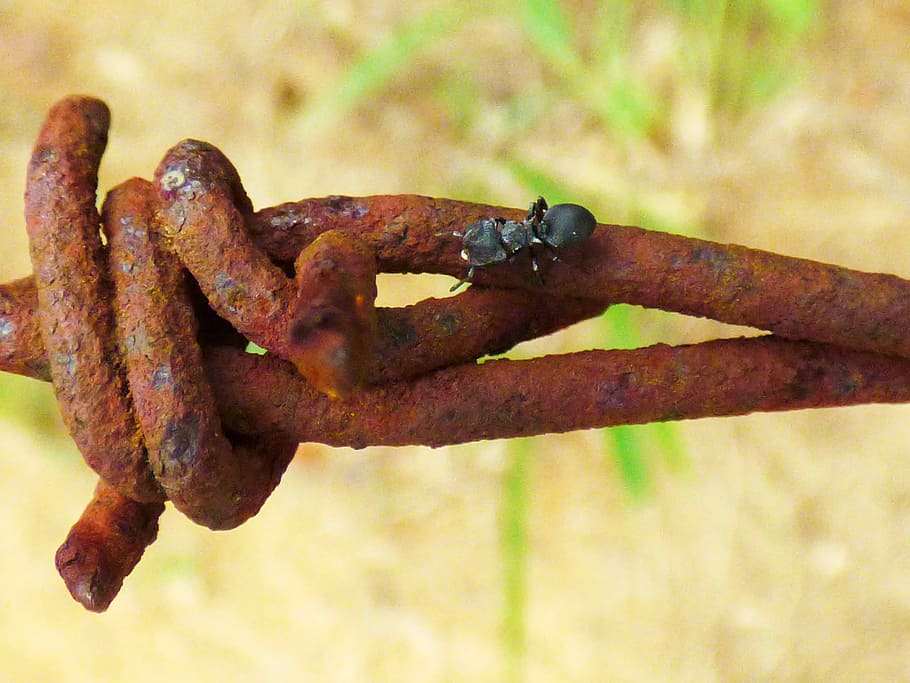 macro, cable, òxid, naturalesa, insecte, ferro, metall, seguretat, rovellat, centrar-se en primer pla, a l'aire lliure, dia, cap gent, primer pla, cadena, vell, resistent, declivi, aixafar, espatllat, deteriorament, natura morta, obsoleta, protecció, força, ferro - metall, pestell, 4K