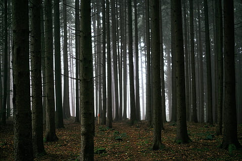 tmavý, les, stromy, temný, les, stromy, strom, kmen stromu, kufr, přistát, rostlina, krása v přírodě, klid, růst, klidné scény, Příroda, mimoměstské scény, nikdo, scenics - příroda, životní prostředí, mlha, venku, krajina, idylický, bambus - rostlina, borové lesy, 5K, CC0, veřejná doména, bez autorských práv