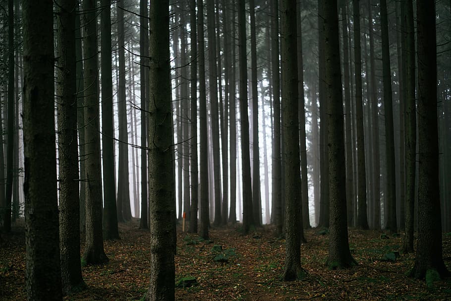 tmavý, les, stromy, temný, les, stromy, strom, kmen stromu, kufr, přistát, rostlina, krása v přírodě, klid, růst, klidné scény, Příroda, mimoměstské scény, nikdo, scenics - příroda, životní prostředí, mlha, venku, krajina, idylický, bambus - rostlina, borové lesy, 5K