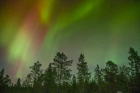 alberi, verde, cielo, cielo verde, natura, foresta, albero, all'aperto, paesaggio, blu, bellezza nella natura, Paesaggi, notte, colore verde, nessuno, arcobaleno, pianta, scenics - natura, astronomia, spazio, stella - spazio, la tranquillità, scena tranquilla, Inquadratura dal basso, silhouette, idilliaco, aurora polaris, illuminato, fenomeno naturale, spazio e astronomia, luminosità, 5K, CC0, dominio pubblico, privo di copyright