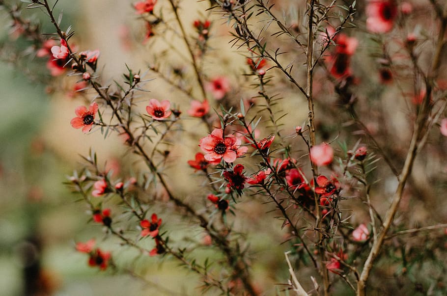 bokeh shot, rosa, flors, flors de pètals de color rosa, flor, arbre, florir, vermell, verd, bokeh, a l'aire lliure, flor rosa, planta, bellesa a la natura, fruita, naturalesa, frescor, creixement, branca, alimentació saludable, enfocament selectiu, menjar, menjar i beguda, cap gent, dia, centrar-se en primer pla, tardor, primer pla, primavera, cirerer, 4K