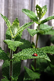 selektiv, fokus fotografie, rot, Marienkäfer, Blatt, Minze, Pfefferminze, marokkanische Minze, tee, Insekt, Punkte, Kräuter, Heilkräuter, Pflanze, Blätter, Garten, Aroma, Pfefferminztee, Grün, Glück, Natur, grüne Farbe, Pflanzenteil, Wachstum, Nahansicht, keine Leute, Fokus auf den Vordergrund, wirbellos, Tierwelt, Schönheit in der Natur, Frische, Tag, Tiere in freier Wildbahn, Tierthemen, draußen, ein Tier, Tier, Kraut, klein, 4K, CC0, gemeinfrei, lizenzfrei