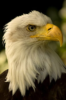 blanc, es va dirigir, àguila, ocell, vertebrats, animal, temes d'animals, animals a la natura, un animal, fauna animal, primer pla, rapinyaire, centrar-se en primer pla, bec, cap gent, mirant cap a fora, mirant, part del cos dels animals, àguila - ocell, groc, dia, naturalesa, cap d’animals, a l'aire lliure, ull d’animals, 2K, CC0, domini públic, lliure de regalies