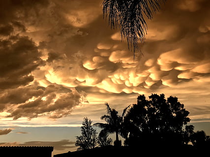 després de la bellesa de la tempesta, foto de la silueta, arbres, núvol, arbre, taronja, posta de sol, sortida del sol, cel, núvol - cel, silueta, bellesa a la natura, planta, tranquil·litat, escenics - natura, escena tranquil·la, naturalesa, cap gent, creixement, Palmera, clima tropical, color taronja, a l'aire lliure, vista d’angle baix, idíl·lic, llum solar, palmera de coco, 4K, CC0, domini públic, lliure de regalies