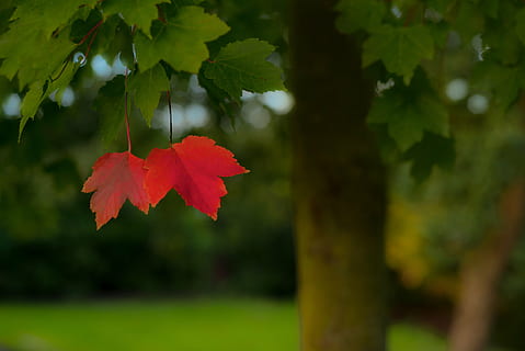 red, green, maple, leaves, closeup, photography, lonely, leafs, alone, season, autumn, landscape, outdoor, sad, tree, october, september, foliage, desperate, hope, fall, green leaves, red leaves, strangers, leaf, change, focus on foreground, nature, day, outdoors, beauty in nature, maple leaf, plant, plant part, growth, close-up, no people, green color, freshness, vulnerability, fragility, flower, 5K, CC0, public domain, royalty free