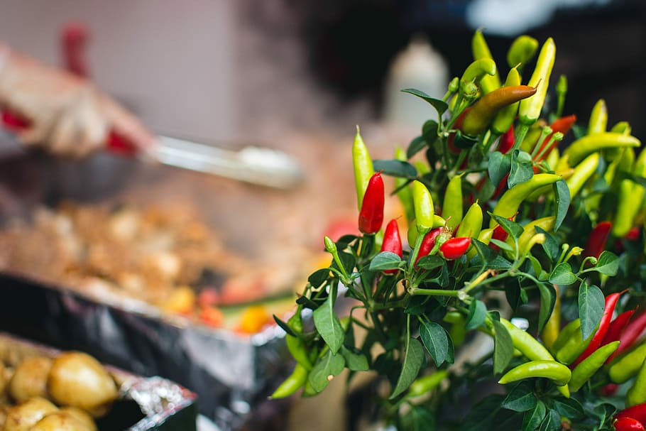 chilli pepper rostlina, čili paprička, rostlina, chilli, byliny, jídlo, vaření, zeleniny, svěžest, venku, gurmán, detail, maso, nikdo, den, květ, jídlo a pití, zaměřit se na popředí, Příroda, selektivní zaměření, list, chilli papričky, rostlinné části, růst, kvetoucí rostlina, krása v přírodě, koření, 5K
