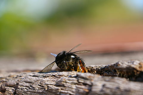 inseto, hummel, asa, registro, animal, animais selvagens, temas animais, animais em estado selvagem, invertebrado, um animal, foco seletivo, fechar-se, natureza, dia, ninguém, abelha, ao ar livre, madeira - material, macro, cor preta, beleza na natureza, árvore, parte do corpo animal, 5K, CC0, domínio público, royalty free