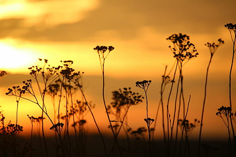 sole, tramonto, cielo serale, erba, tanaceto, abendstimmung, cielo, sole al tramonto, pianta, bellezza nella natura, scenics - natura, la tranquillità, nuvola - cielo, retroilluminato, natura, silhouette, terra, nessuno, fiore, colore arancione, scena tranquilla, campo, paesaggio, pianta fiorita, crepuscolo, all'aperto, cielo romantico, 5K, CC0, dominio pubblico, privo di copyright