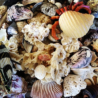 seashell, sea, shell, crab, shellfish, food, no people, close-up, full frame, food and drink, backgrounds, large group of objects, mushroom, freshness, abundance, animal wildlife, fungus, high angle view, day, still life, nature, vegetable, beauty in nature, animal, toadstool, 1080P, CC0, public domain, royalty free