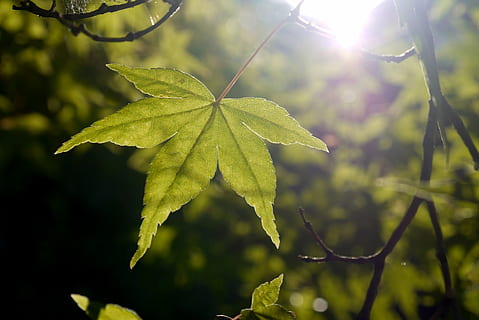 foglia, acero, sole, luce, verde, estate, primavera, albero, fogliame, autunno, translucide, trasparente, raggio di luce, luce del giorno, luce del sole, foresta, natura, pianta, campo, terroir, contrasto, contro la luce, aurora, Alba, colore verde, avvicinamento, giorno, nessuno, all'aperto, parte vegetale, crescita, concentrarsi sulle conoscenze acquisite, bellezza nella natura, freschezza, ramo, stelo vegetale, la tranquillità, riflesso lente, messa a fuoco selettiva, foglia di acero, le foglie, 4K, CC0, dominio pubblico, privo di copyright