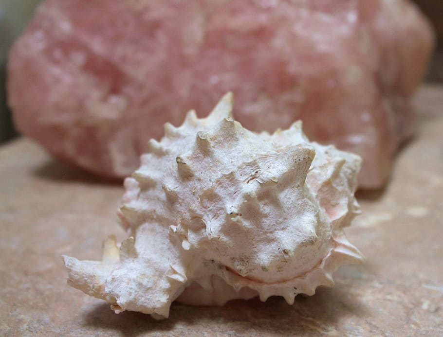 closca blanca, petxina de mar, serè, bany, relaxació, calma, shell, art oceànic, decoració de l’oceà, decoració del mar, salut alternativa, quars rosa, bany sanador, quars, peixos, místic, espiritual, retirar-se, retir de la curació, amor, rosa, bany espiritual, pedra d'amor, metafísica, qualitats metafísiques, vibració de l’amor, chakra del cor, calmant, bany relaxant, decoració de bany, decoració del bany, art de bany, bany de l'establiment, bany i esmorzar, bany de convidats, rètols d’aigua, signes d’aigua del zodíac, Feng Shui, decoració del feng shui, bany Feng Shui, ambar avalona, primer pla, menjar i beguda, menjar, a l'interior, cap gent, centrar-se en primer pla, enfocament selectiu, frescor, aliments crus, carn, benestar, mineral, natura morta, taula, tir de l'estudi, dia, naturalesa, alimentació saludable, sol objecte, petit grup d'objectes, 2K