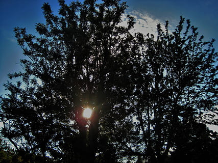 auringon oksat, puu, oksat, tumma, aurinko, kirkas, kiiltävä, kasvi, taivas, matala kulma, kasvu, tyyneys, kauneus luonnossa, siluetti, auringonvalo, ei ihmisiä, luonto, rauhallinen kohtaus, maisemat - luonto, auringonsäde, linssiheijastus, ulkona, metsä, päivä, maa, suoratoisto, auringonpurkaus, 2K, CC0, public domain, rojaltivapaa