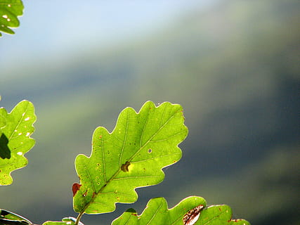 Eichenblatt, Grün, Struktur, Blatt, Eiche, Eichenblätter, hellgrün, Natur, grüne Farbe, Jahreszeit, Pflanze, draußen, Nahansicht, Pflanzenteil, Wachstum, Fokus auf den Vordergrund, Tag, keine Leute, Schönheit in der Natur, Sonnenlicht, Blattvene, Blätter, Flachwinkelansicht, Himmel, Verletzlichkeit, Ruhe, Zerbrechlichkeit, 2K, CC0, gemeinfrei, lizenzfrei