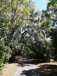 des arbres, scénique, chemin, Piste, parc, paysage, forêt, des bois, les bois, à travers, sentier, chemin forestier, arbre, la nature, en plein air, plante, lumière du soleil, croissance, direction, journée, beauté dans la nature, la voie à suivre, personne, ombre, terre, tranquillité, route, paysages - nature, Roche, transport, eau qui coule, écoulement, 5K, CC0, domaine public, libre de droits