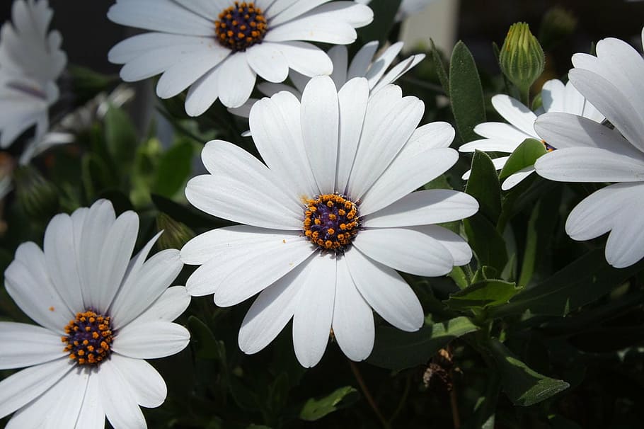 Daisy, aster, žydi, žiedas, gėlė, pobūdį, žydintys augalai, trapumas, žiedlapis, pažeidžiamumas, šviežumas, augimą, augalų, grožis gamtoje, gėlių galva, balta spalva, žiedynas, žiedadulkių, Iš arti, osteospermumas, nėra žmonių, dieną, sutelkti dėmesį į naujas žinias, apdulkinimas, 720P