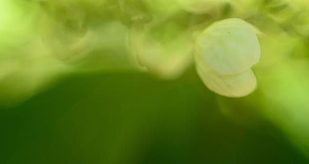 abstract, background, pattern, green, macro, flower, plant, freshness, close-up, no people, beauty in nature, green color, nature, growth, vulnerability, fragility, selective focus, leaf, outdoors, day, plant part, backgrounds, extreme close-up, bud, 4K, CC0, public domain, royalty free