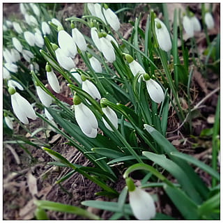 ghiocel, primăvară, plante, plantă, creştere, Culoarea verde, frumusețe în natură, natură, floare, a închide, prospeţime, selectiv, planta cu flori, nici o persoana, zi, transfer de imprimare, auto post producție filtru, culoare alba, fragilitate, parte a plantelor, frunze, vulnerabilitate, în aer liber, cap de floare, puritate, 1080P, CC0, domeniu public, fără drepturi de autor