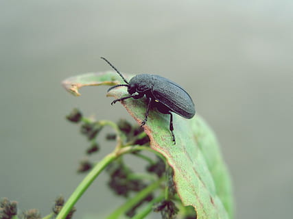 coléoptère noir, fermer, la photographie, insecte, feuille, scarabée, punaise, vert, la vie, laisser, été, Lac, beaty, la nature, invertébré, thèmes animaux, animal, un animal, la faune des animaux, animaux à l'état sauvage, se concentrer sur le premier plan, couleur verte, partie de la plante, plante, personne, partie du corps de l'animal, journée, aile des animaux, antenne animale, 2K, CC0, domaine public, libre de droits