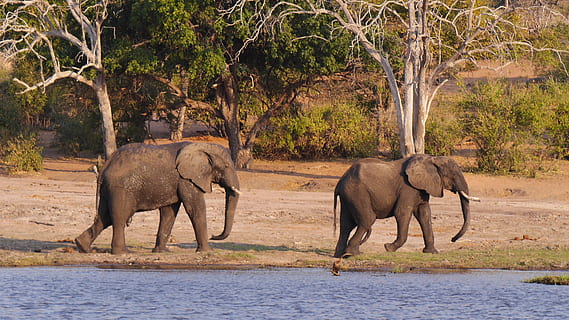 Botswana, Chobe, Elefant, Tierwelt, Tier, Safaritiere, Natur, Afrika, Tiere in freier Wildbahn, Säugetier, groß, Safari, Afrikanischer Elefant, Nationalpark, Naturschutzgebiet, draußen, Jungtier, Stoßzahn, Tiere und Haustiere, Tierstamm, Wildnisgebiet, Tierthemen, Baum, Gruppe von Tieren, Pflanze, Wirbeltier, keine Leute, Wasser, Tierkörperteil, Seitenansicht, pflanzenfressend, Tierfamilie, Trinken, 2K, CC0, gemeinfrei, lizenzfrei