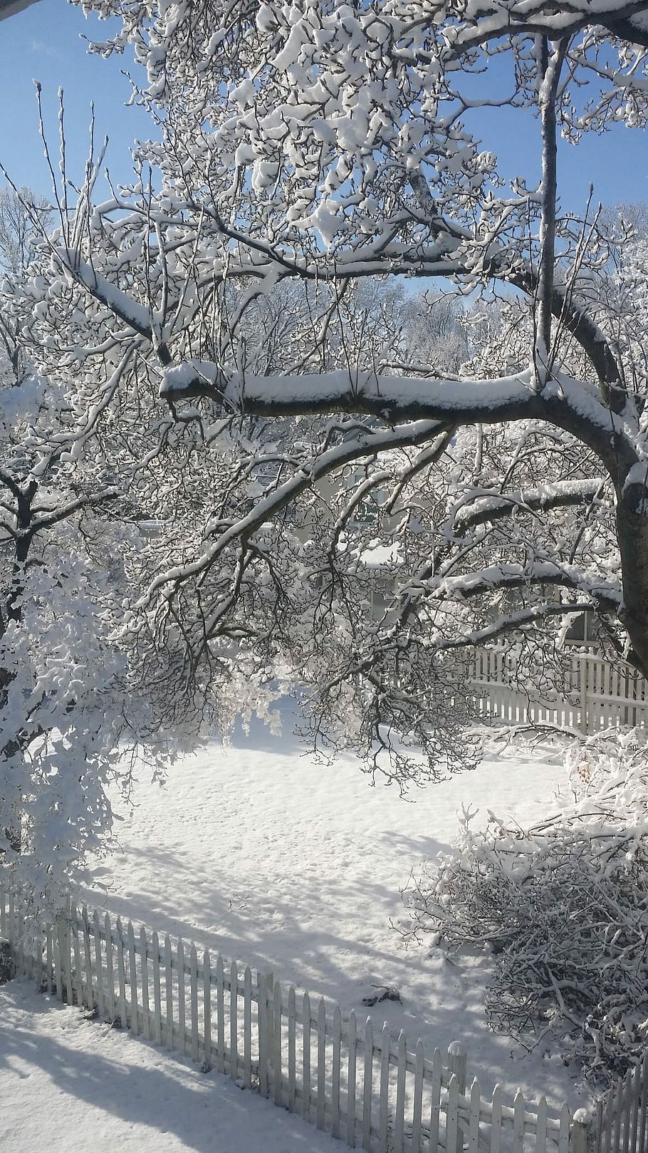 hivern, vista, fred, neu, piquet, tanca de piquet, neu, arbre, temperatura de fred, naturalesa, branca, planta, aigua, bellesa a la natura, cap gent, congelat, dia, arbre nu, tranquil·litat, escenics - natura, a l'aire lliure, escena tranquil·la, reflexió, gel, clima extrem, cargol, 4K