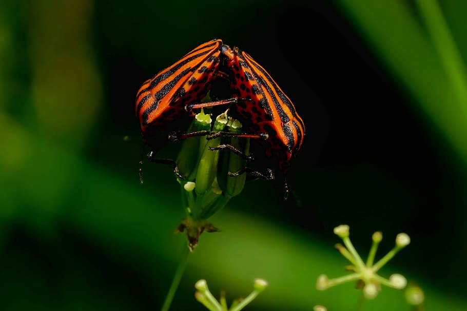 les ratlles d’errors italianes posades, verd, full, selectiu, focalitzar la fotografia, naturalesa, primavera, maridatge, insecte, errors de ratlles, planta, tancar, temes d'animals, animal, fauna animal, animals a la natura, invertebrat, un animal, color verd, primer pla, part de la planta, cap gent, centrar-se en primer pla, bellesa a la natura, a l'aire lliure, enfocament selectiu, dia, ala dels animals, papallona - insecte, 5K
