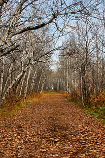 cale, cădea, natură, pădure, toamnă, traseu, parc, frunze, în aer liber, mers, copac, Schimbare, arbore gol, calea de urmat, direcţie, plantă, liniște, diminuarea perspectivei, frumusețe în natură, o scenă liniștită, teren, nici o persoana, ramură, scenice - natura, parte a plantelor, zi, cărare, treelined, 2K, CC0, domeniu public, fără drepturi de autor