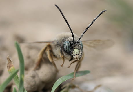 bi, vild, makro, Insecta, et dyr, dyre temaer, dyr, dyreliv, hvirvelløse, insekt, dyr i naturen, tæt på, plante, selektiv fokusering, natur, fokus på forgrunden, ingen mennesker, dag, blomst, dyr kropsdel, skønhed i naturen, dyrefløj, blomstrende plante, udendørs, sommerfugl - insekt, sommerfugl, 1080P, CC0, offentligt domæne, royaltyfrie