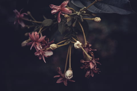rosa, giallo, fotografia ravvicinata, rosso, fiori petalo, fiori, parco, fiore, foglia, botanico, natura, avvicinamento, pianta, ramo, notte, nessuno, crescita, pianta fiorita, bellezza nella natura, fragilità, vulnerabilità, freschezza, concentrarsi sulle conoscenze acquisite, petalo, messa a fuoco selettiva, parte vegetale, testa di fiore, infiorescenza, all'aperto, stelo vegetale, pianta appassita, 5K, CC0, dominio pubblico, privo di copyright