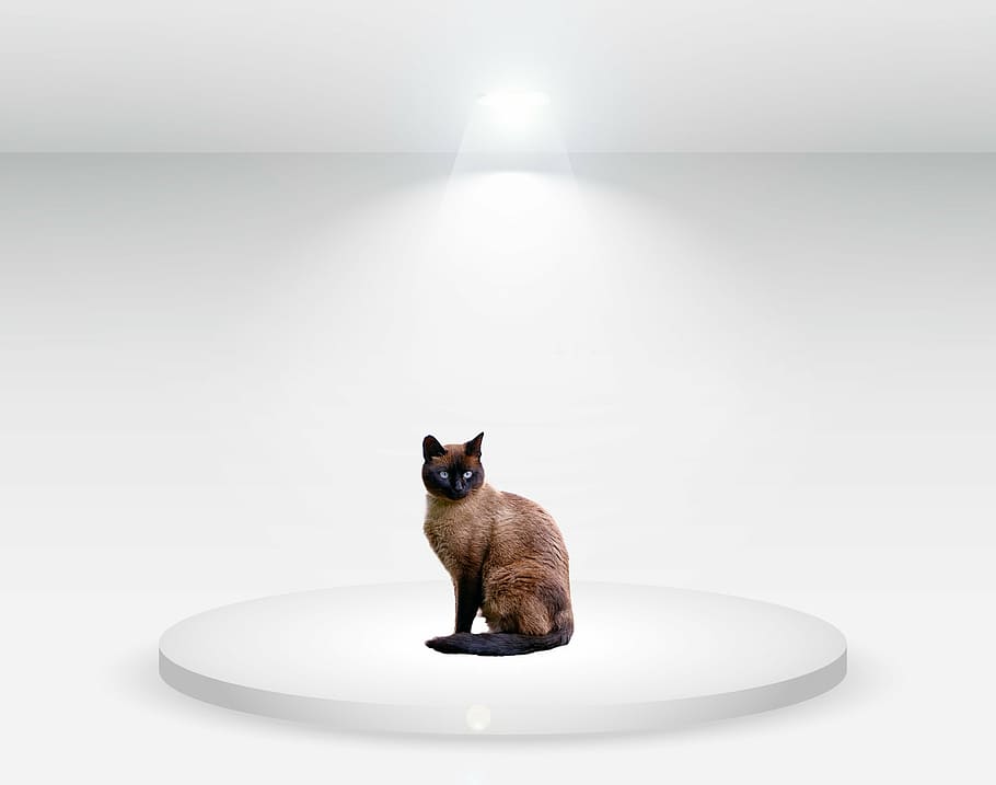 perser kat, kat, studie, hvidt lys, hvid, feline, dyr, indenlandske, billede, et dyr, kæledyr, dyre temaer, sidder, pattedyr, ingen mennesker, husdyr, portræt, dag, indenlandske kat, indendørs, hvirveldyr, fuld længde, hvid farve, dyreliv, hjemlige værelse, nysgerrighed, 2K
