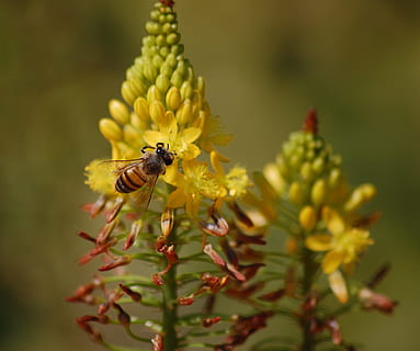 abelha, polinização, Primavera, inseto, amarelo, flor, planta com flores, animais em estado selvagem, invertebrado, animal, temas animais, animais selvagens, beleza na natureza, plantar, um animal, crescimento, vulnerabilidade, fragilidade, fechar-se, frescura, pétala, cabeça de flor, ninguém, ao ar livre, pólen, 1080P, CC0, domínio público, royalty free