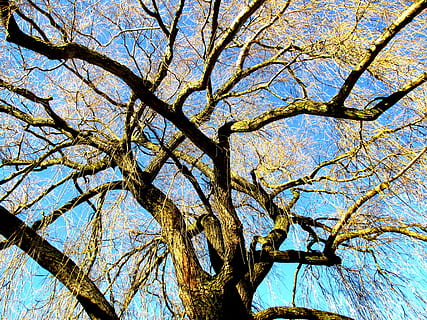 arbre, salze plorant, llum, sol, cel, blau, llac de constància, romanshorn, thurgau, suïssa, naturalesa, branca, a l'aire lliure, temporada, planta, bosc, full, tardor, tronc de l'arbre, bellesa a la natura, cap gent, vista d’angle baix, tranquil·litat, dia, tronc, cel clar, arbre nu, creixement, llum solar, copa de l'arbre, fons, directament a sota, 4K, CC0, domini públic, lliure de regalies