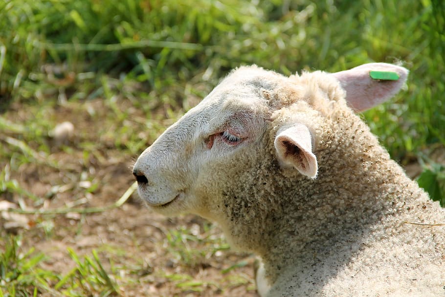 Lamm, Schaf, schäfchen, wolle, jung, Weide, Wiese, Frühling, Ostern, Tier, Weiß, Natur, Jungtier, Gras, Tierwelt, Tierbild, Tierfoto, schließen, Säugetier, Haustier, wollig, Tierthemen, Vieh, Haustiere, ein Tier, inländisch, Wirbeltier, Nahansicht, Pflanze, Fokus auf den Vordergrund, Land, Landwirtschaft, keine Leute, Tag, Feld, Tierkopf, pflanzenfressend, draußen, 4K